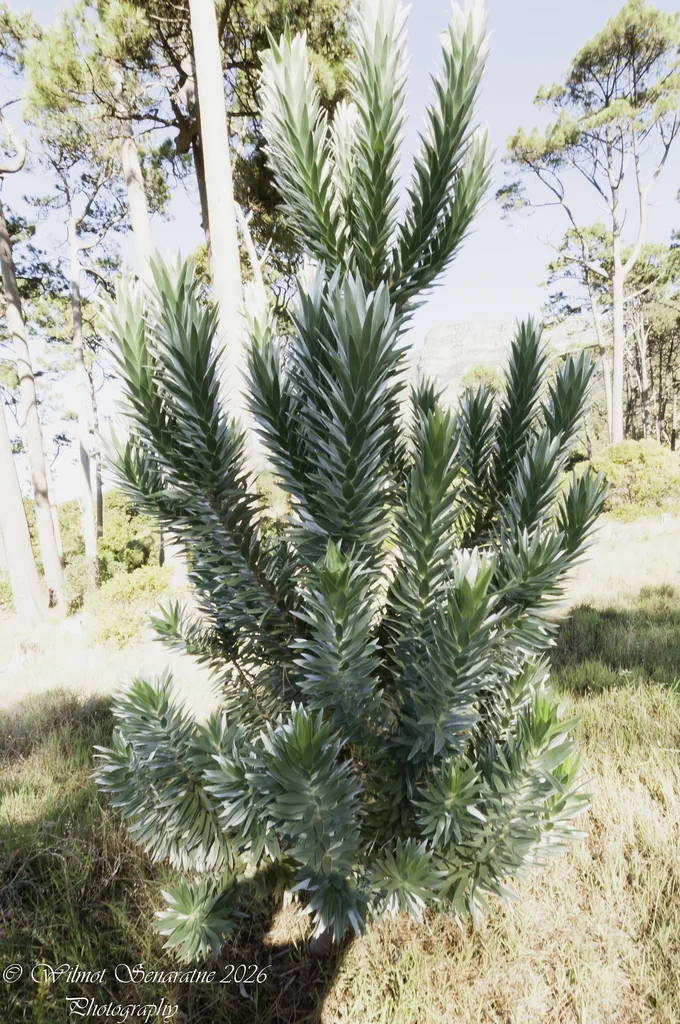 Leucadendron Argenteum