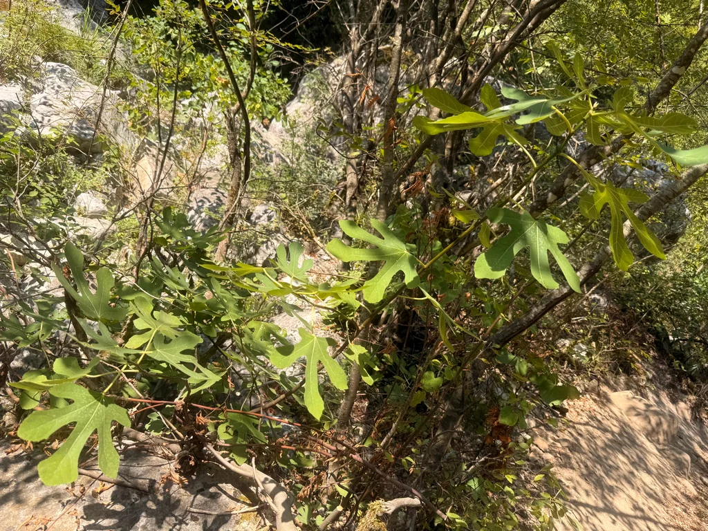 Ficus Carica