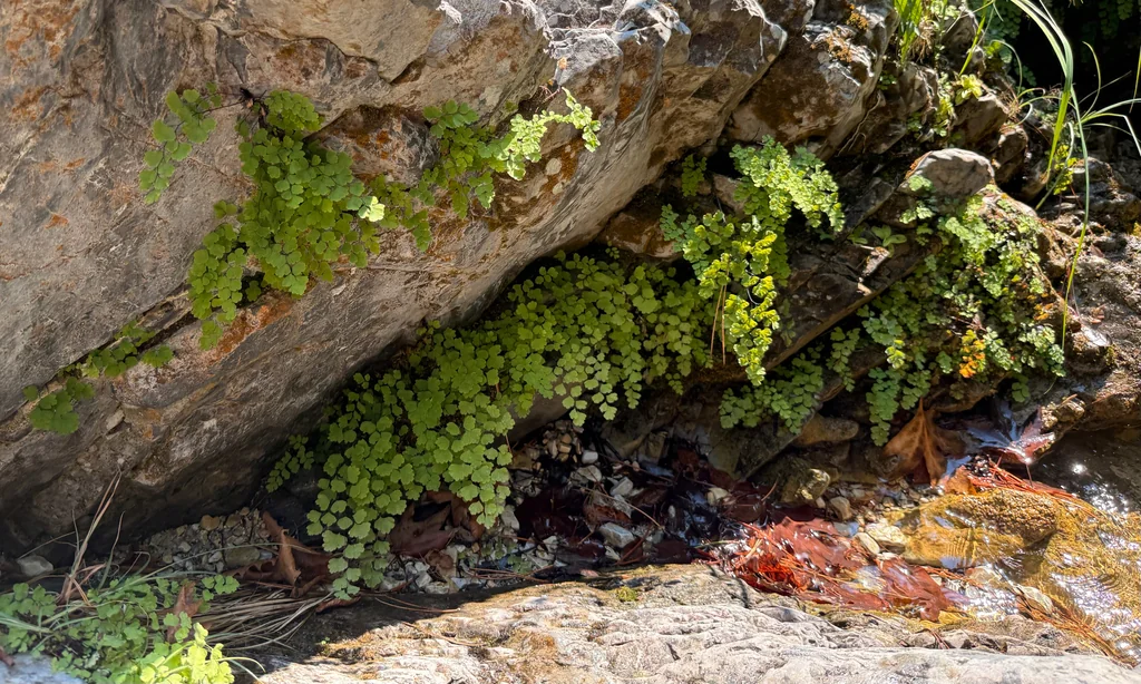 Adiantum Capillus-Veneris