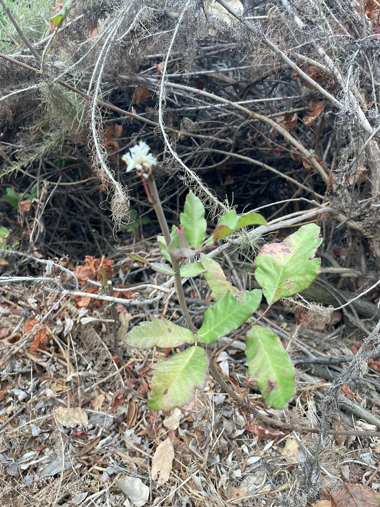 Toxicodendron Diversilobum