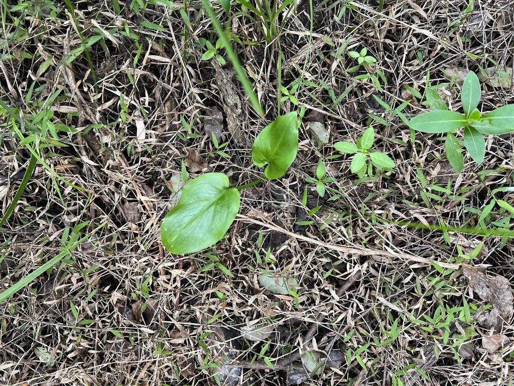 Zantedeschia Aethiopica