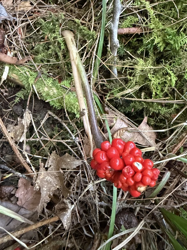 Arisaema Triphyllum