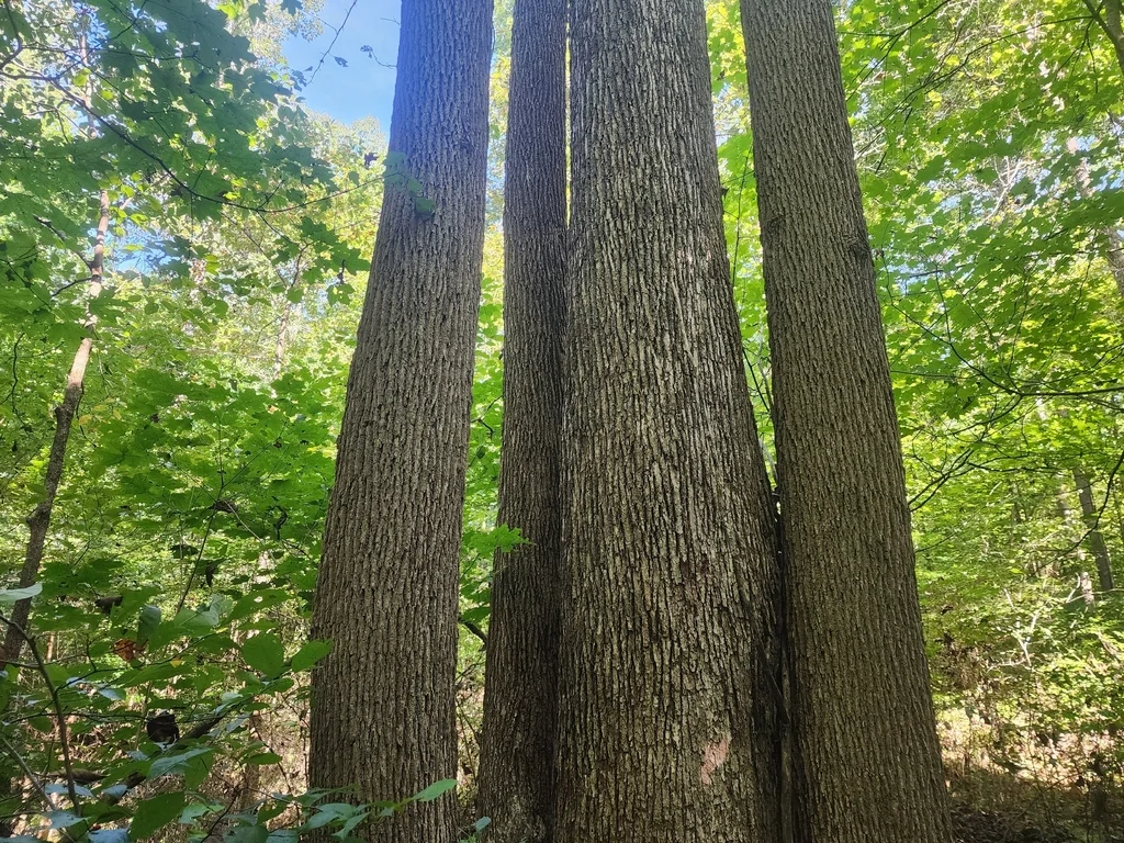 Magnolia Acuminata