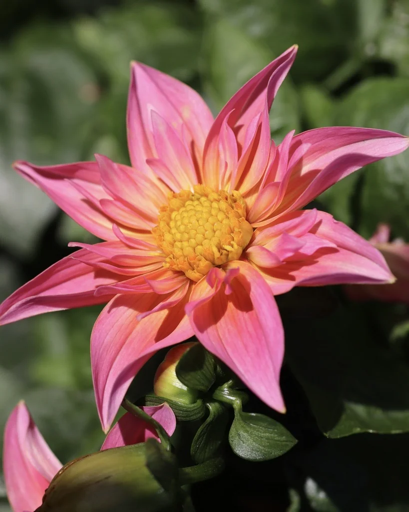 Dahlia variabilis