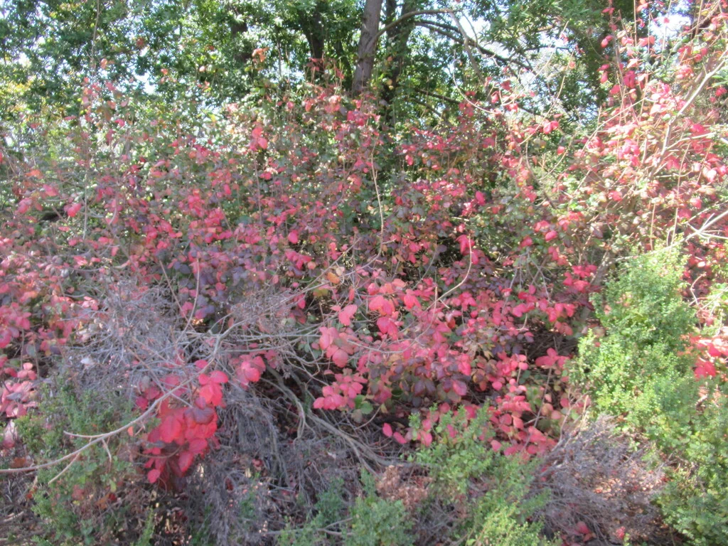 Toxicodendron Diversilobum