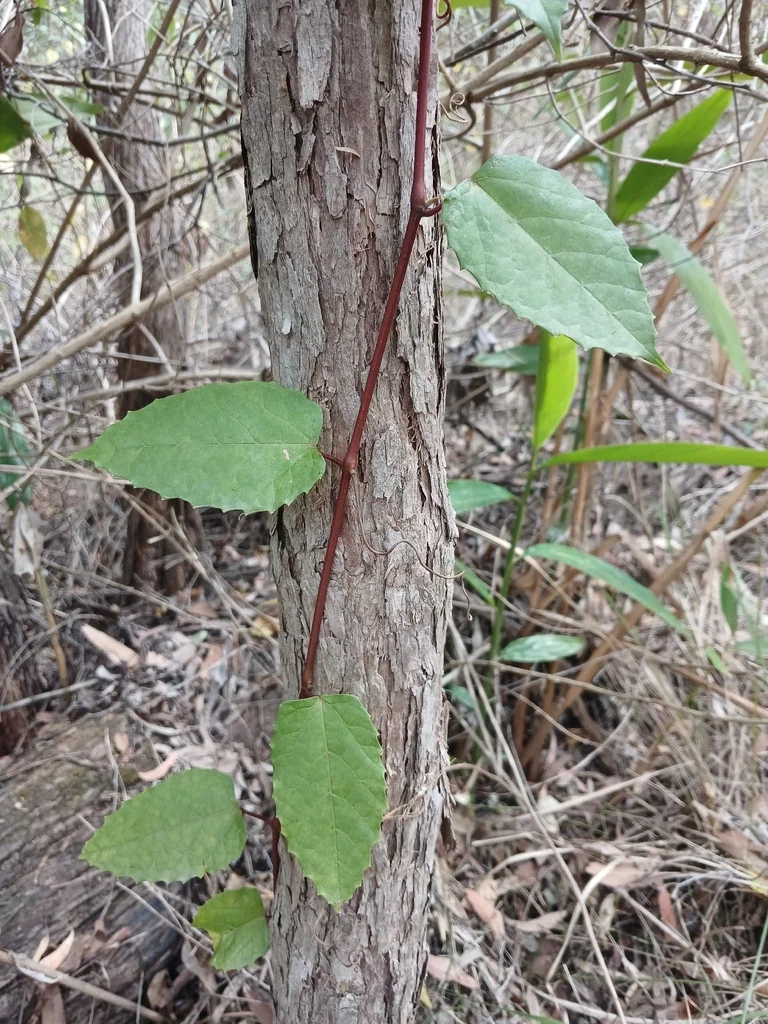 Cissus Antarctica