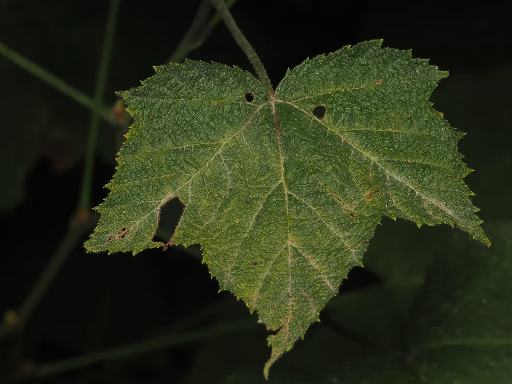 Rubus Parviflorus