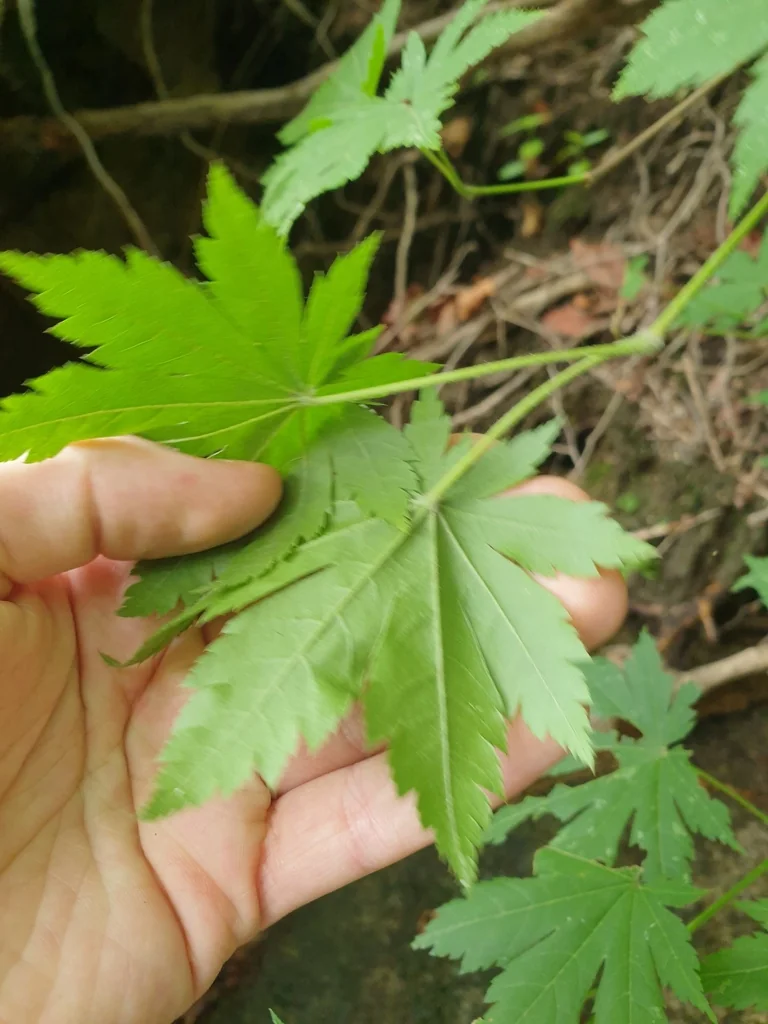 Acer Pseudosieboldianum