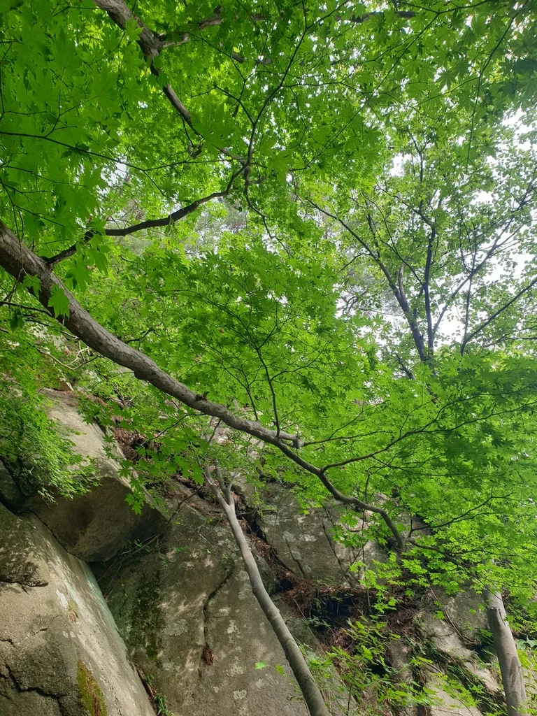 Acer Pseudosieboldianum