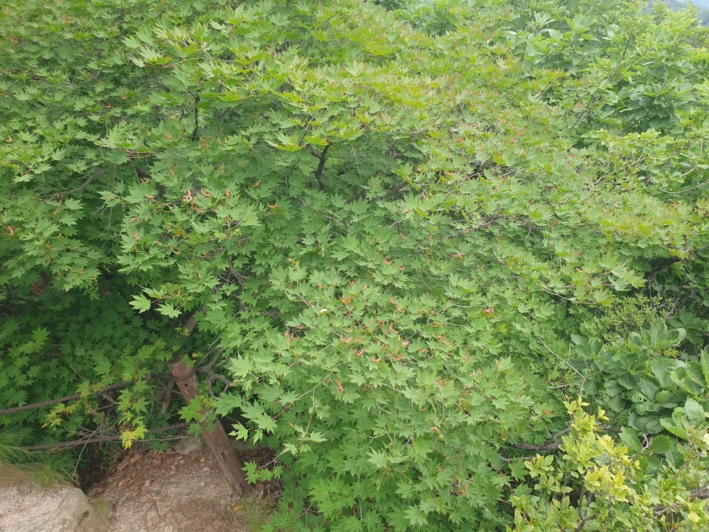 Acer Pseudosieboldianum