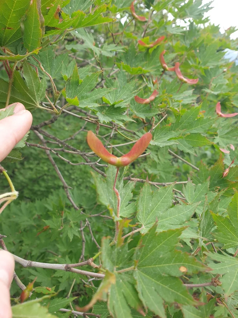 Acer Pseudosieboldianum