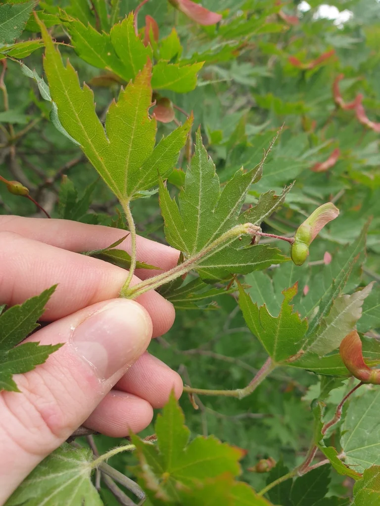 Acer Pseudosieboldianum
