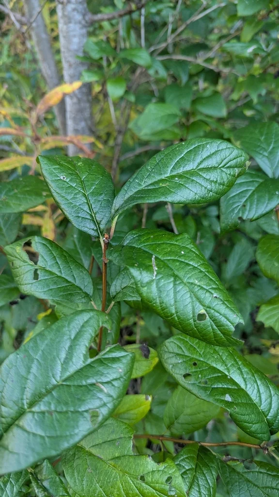 Lonicera Involucrata