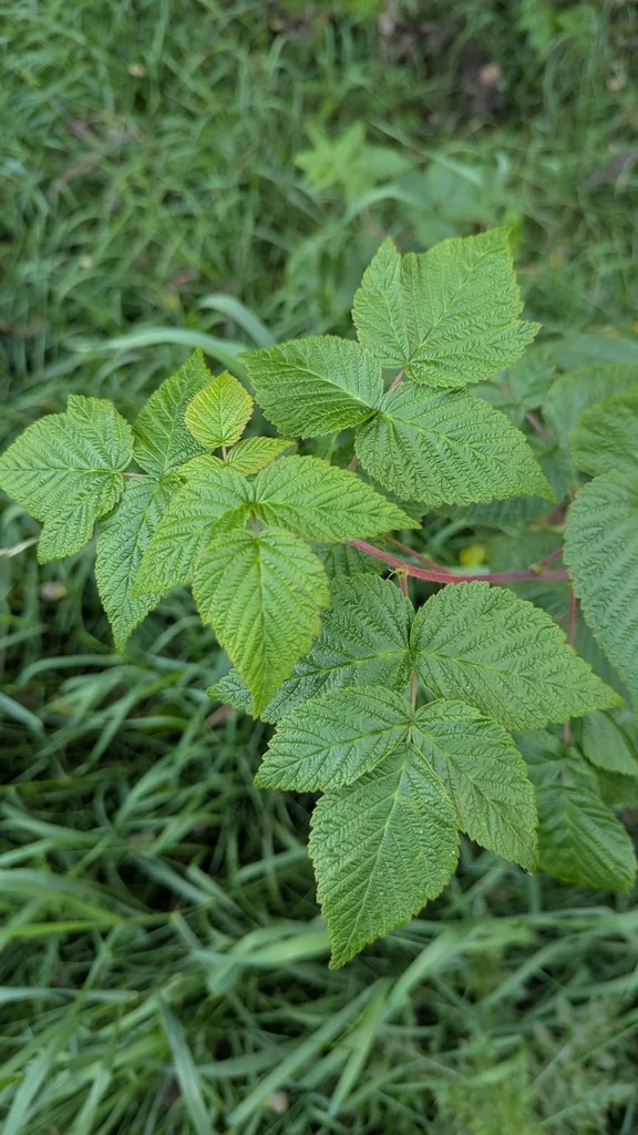 Rubus Idaeus