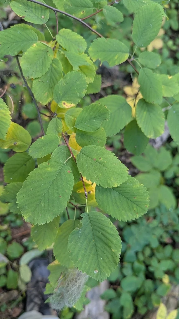Amelanchier Alnifolia