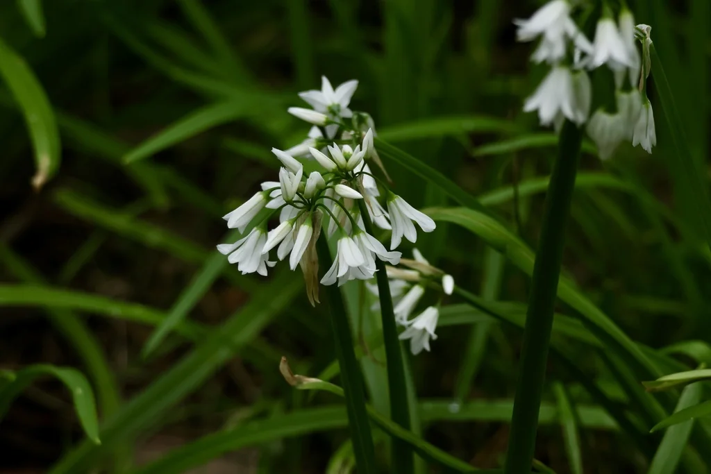 Allium Triquetrum