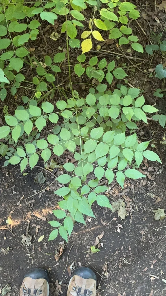 Aralia Elata