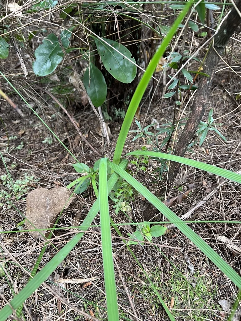 Aristea Ecklonii