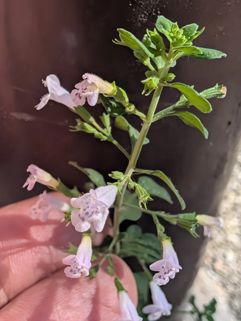 Calamintha Nepeta