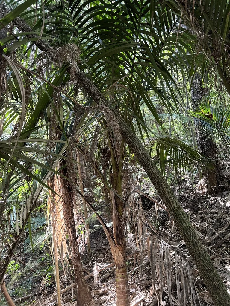 Cordyline australis