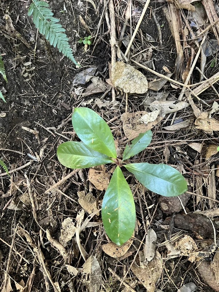 Corynocarpus Laevigatus