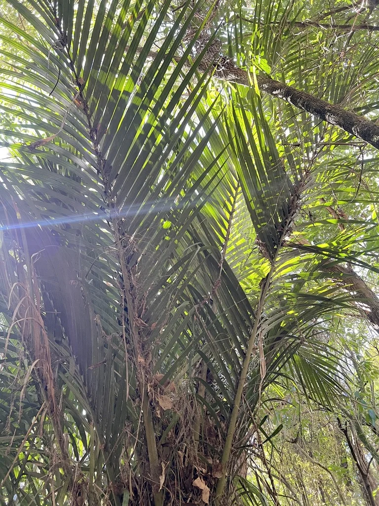 Cordyline australis