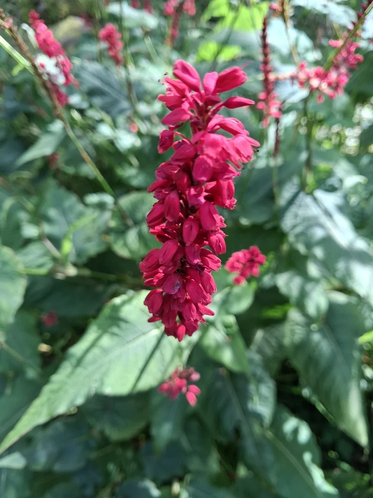 Persicaria amplexicaulis