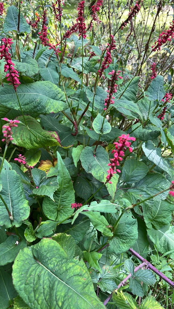 Persicaria amplexicaulis