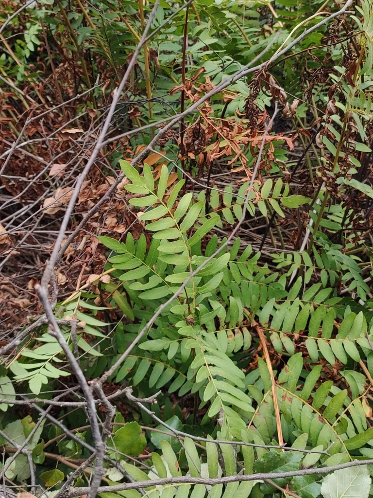 Osmunda Regalis