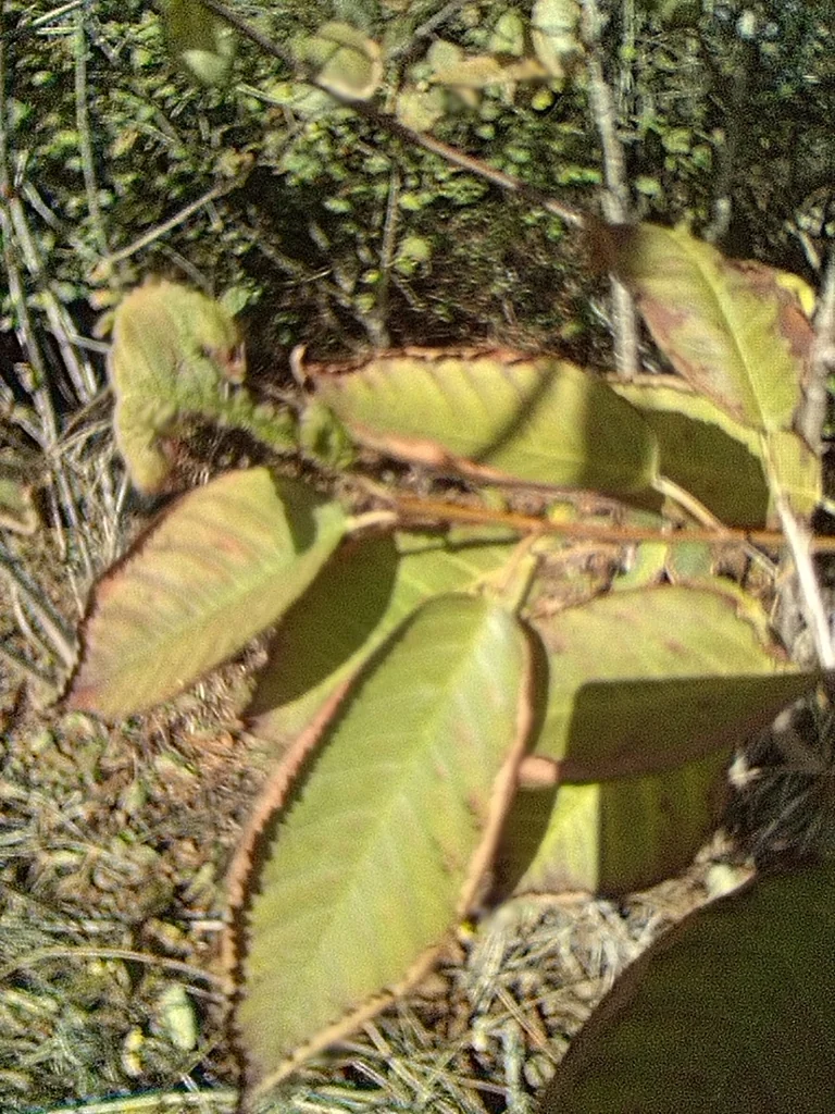 Prunus Avium
