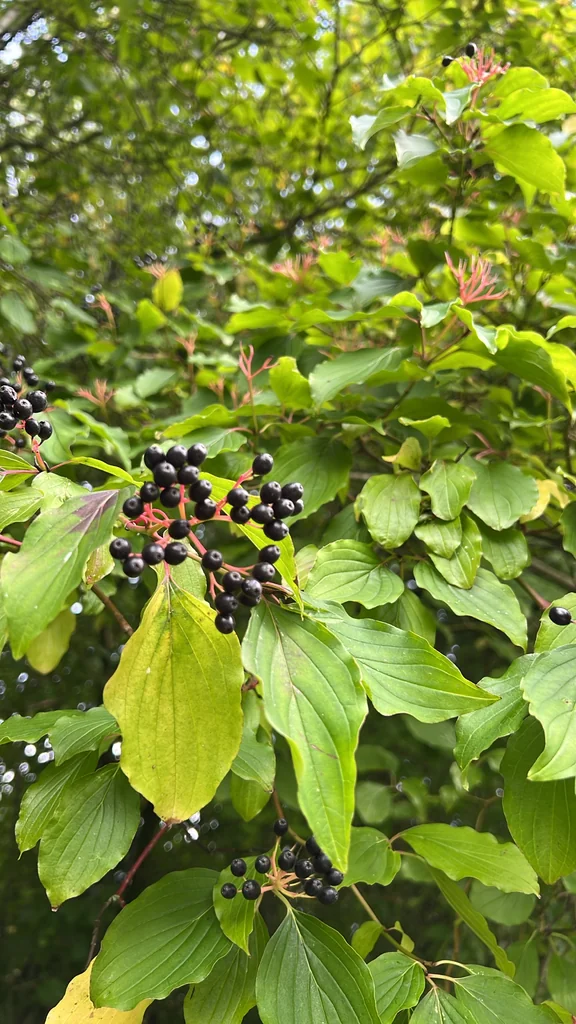 Cornus sanguinea
