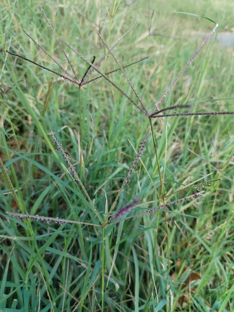 Cynodon Dactylon