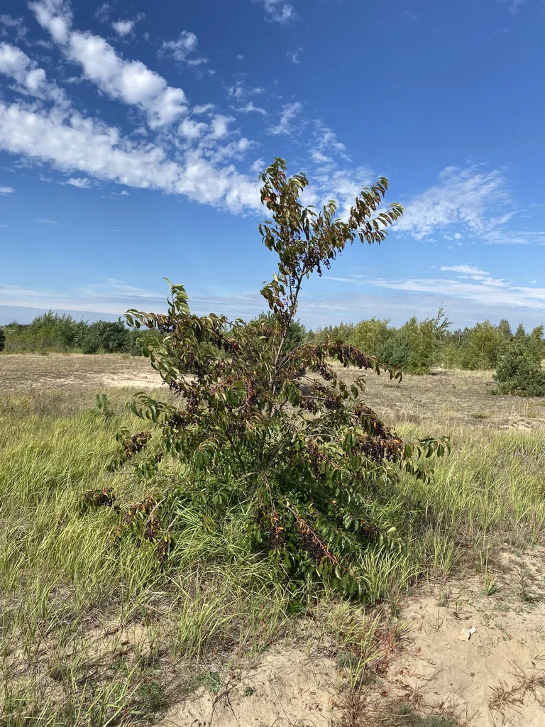 Prunus Serotina