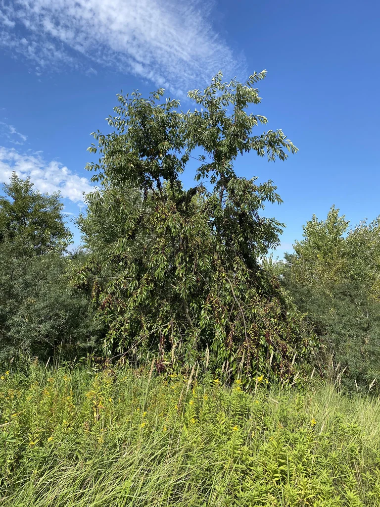 Prunus Serotina