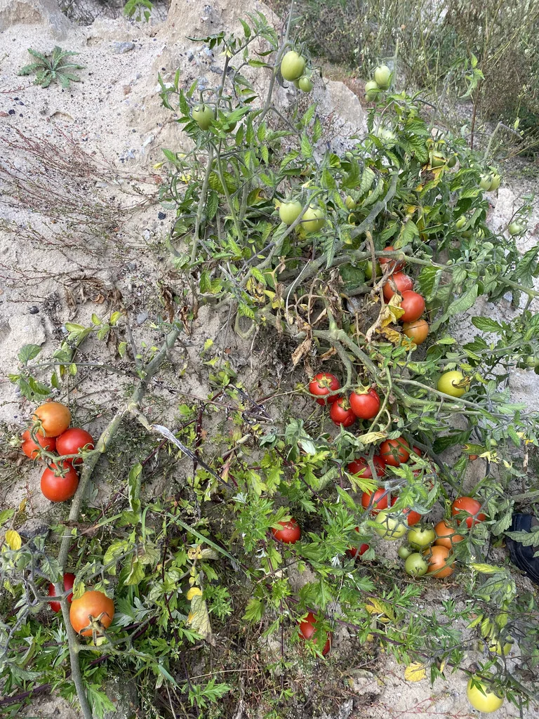 Solanum lycopersicum