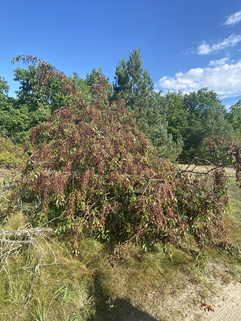Prunus Serotina