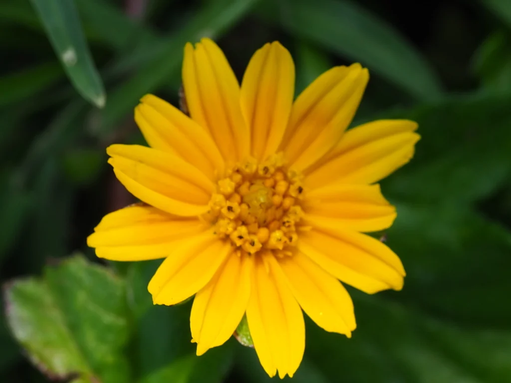 Wedelia Trilobata