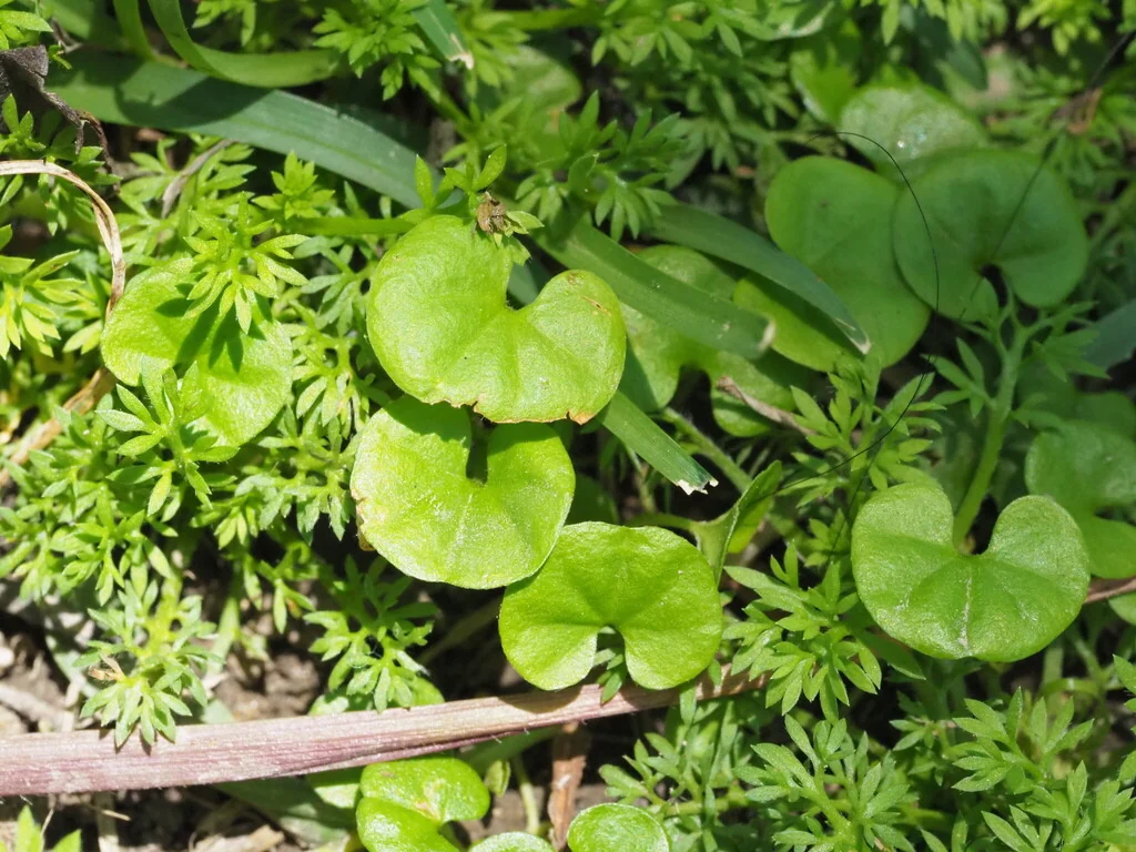 Dichondra Micrantha