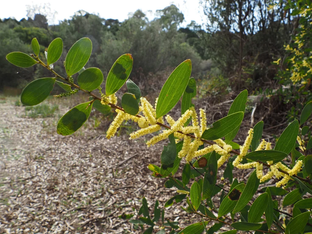 Acacia Longifolia