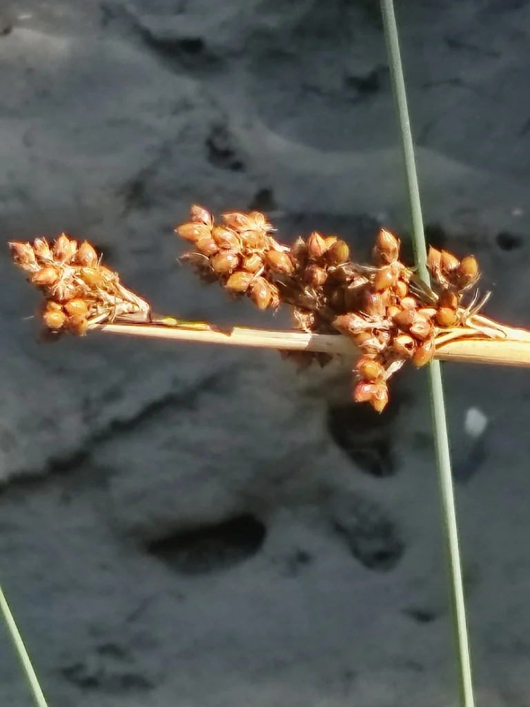 Juncus Acutus
