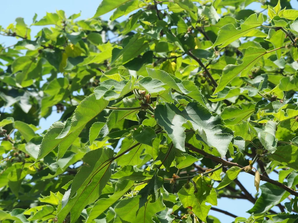 Broussonetia Papyrifera