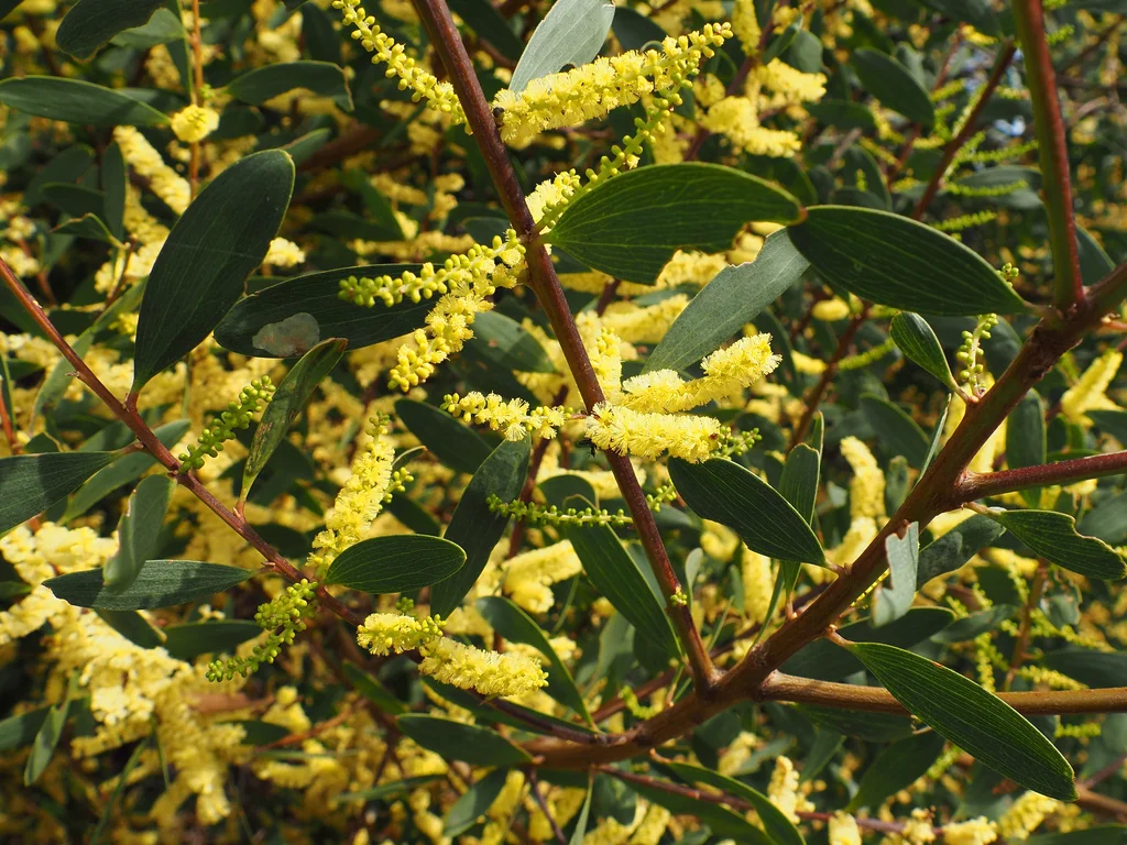 Acacia Longifolia