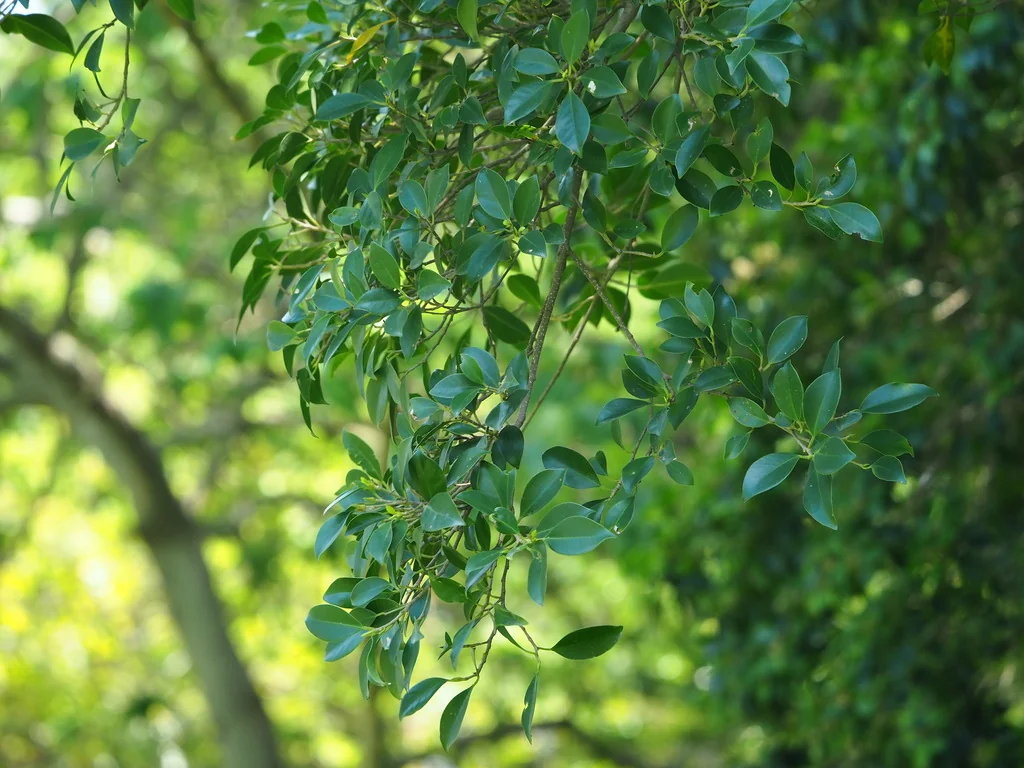 Ficus microcarpa