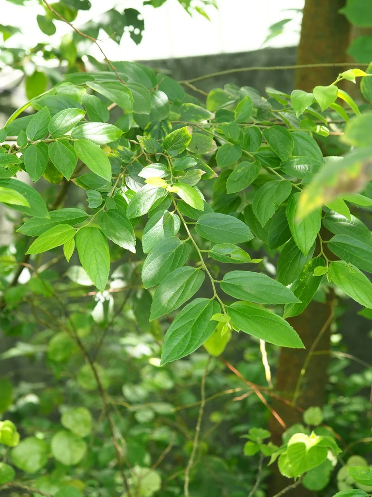 Celtis Sinensis
