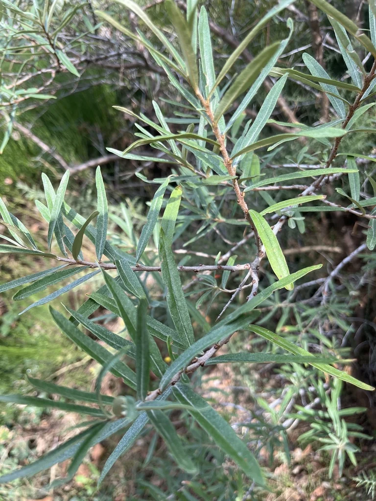 Hippophae Rhamnoides