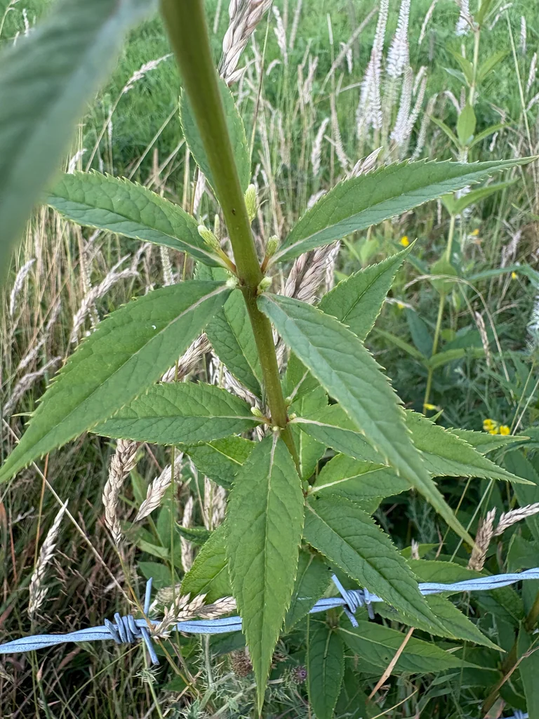 Veronicastrum Virginicum