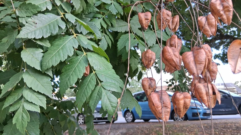Koelreuteria Paniculata