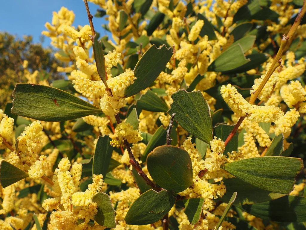 Acacia Longifolia