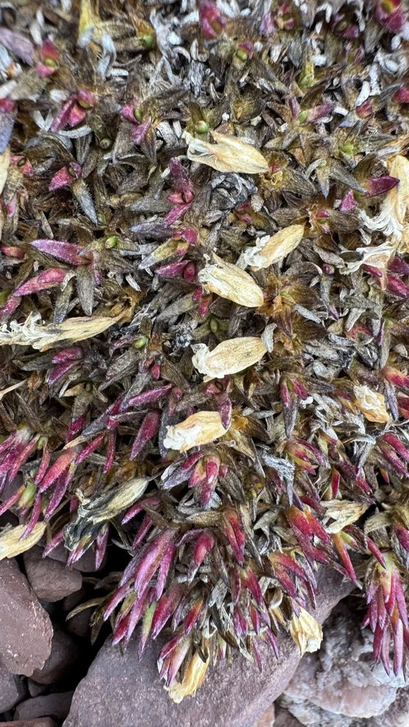Silene Acaulis