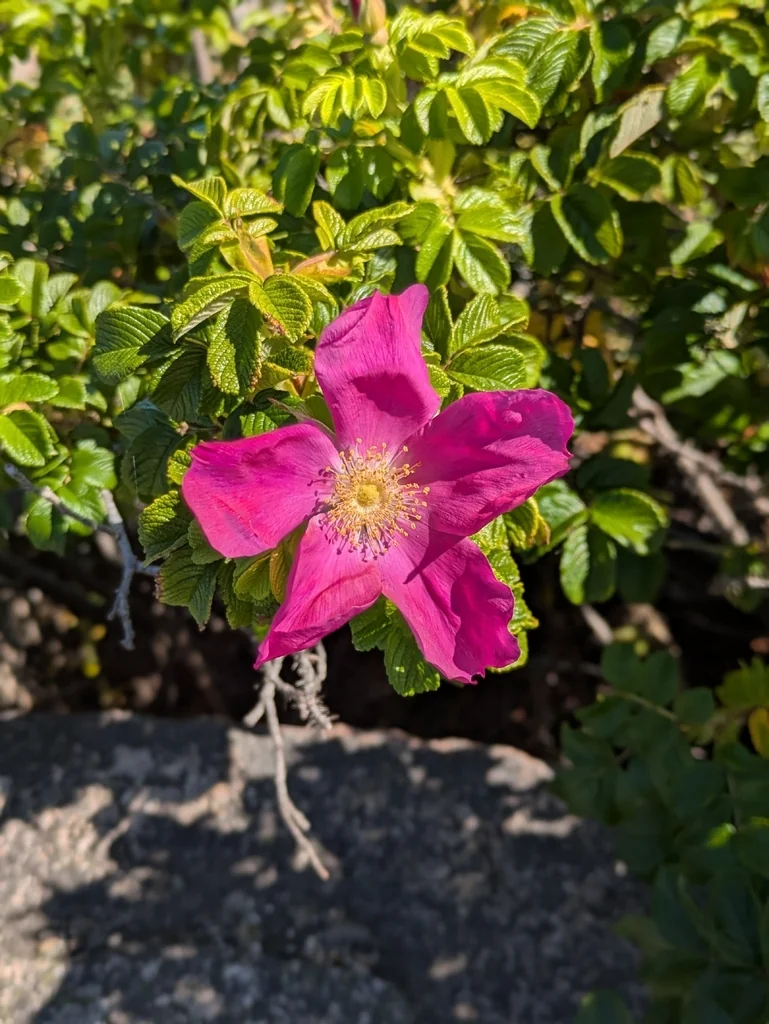 Rosa Rugosa